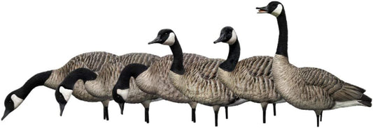Avian-X AXP Full-Body Honkers Decoys with Collapsible Stands